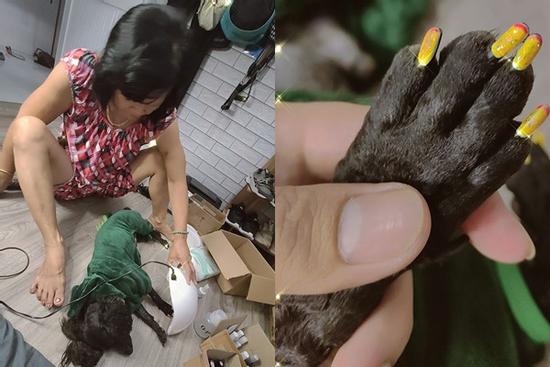 Dân mạng phát sốt với chú chó 'điệu chảy nước', sắp làm bố vẫn được chủ đưa đi làm nail