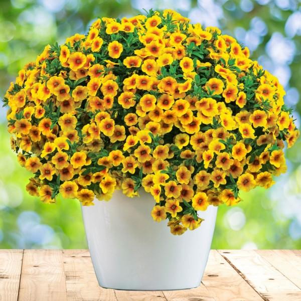 Trăng non Sư Tử và nguồn năng lượng mạnh mẽ để 12 chòm sao trở thành một phiên bản mới của chính mình trong 2 tuần tới-1