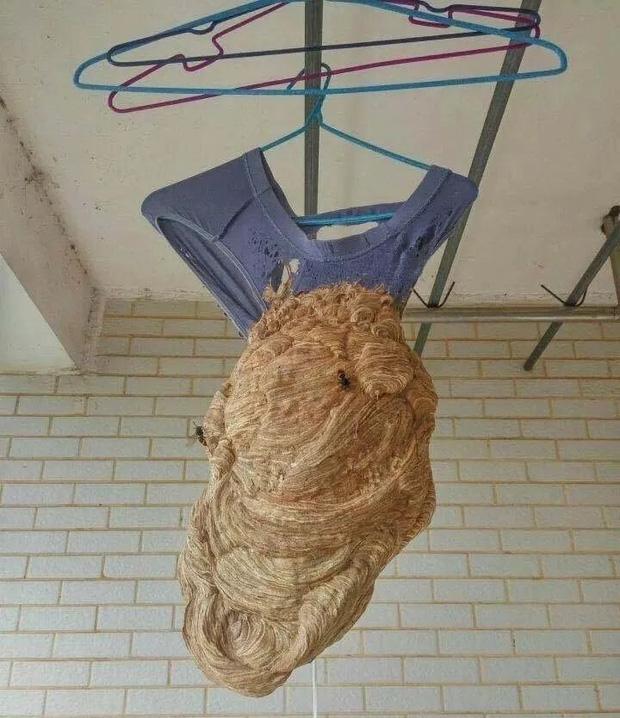 Ám ảnh cảnh bẩn thỉu ký túc xá sau mùa dịch: Chuột làm thành tổ, cây mọc hàng mét-5