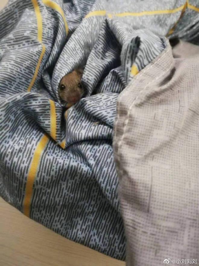 Ám ảnh cảnh bẩn thỉu ký túc xá sau mùa dịch: Chuột làm thành tổ, cây mọc hàng mét-7