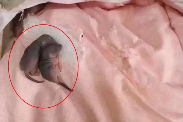 Nuôi chuột như thú cưng, cô gái miền Tây vấp phải ý kiến trái chiều-2