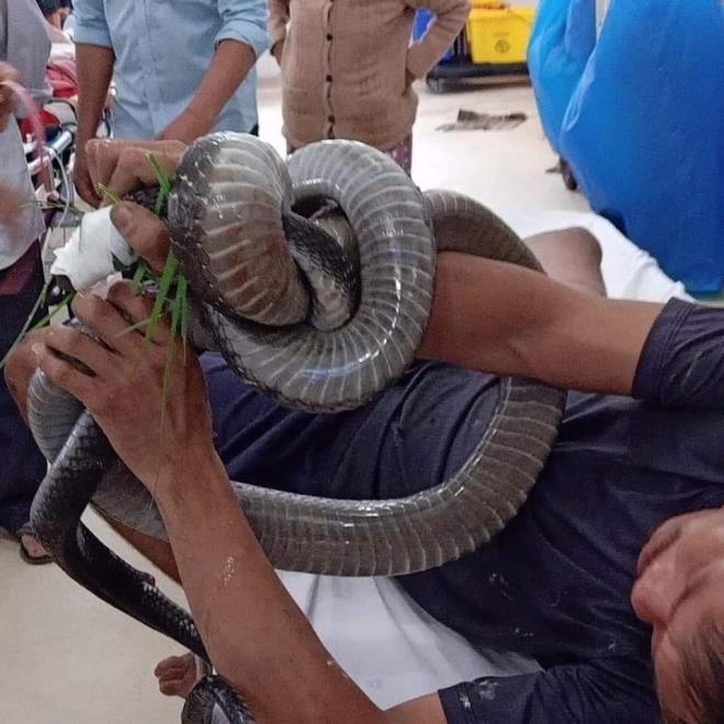 Bị hổ mang chúa dài 3m cắn, người đàn ông ở Tây Ninh mang cả thủ phạm đi cấp cứu-1