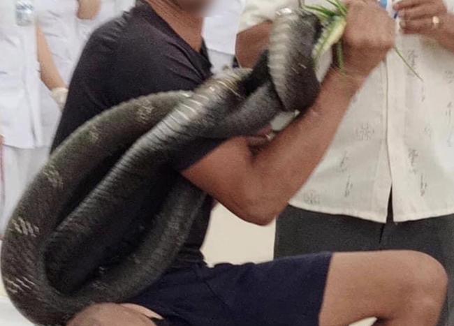Bị hổ mang chúa dài 3m cắn, người đàn ông ở Tây Ninh mang cả thủ phạm đi cấp cứu-2