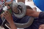 Người đàn ông ở Tây Ninh bị rắn hổ mang chúa cắn tiên lượng nặng-3