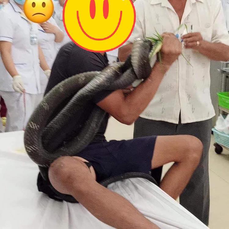 Bị hổ mang chúa dài 3m cắn, người đàn ông ở Tây Ninh mang cả thủ phạm đi cấp cứu-3