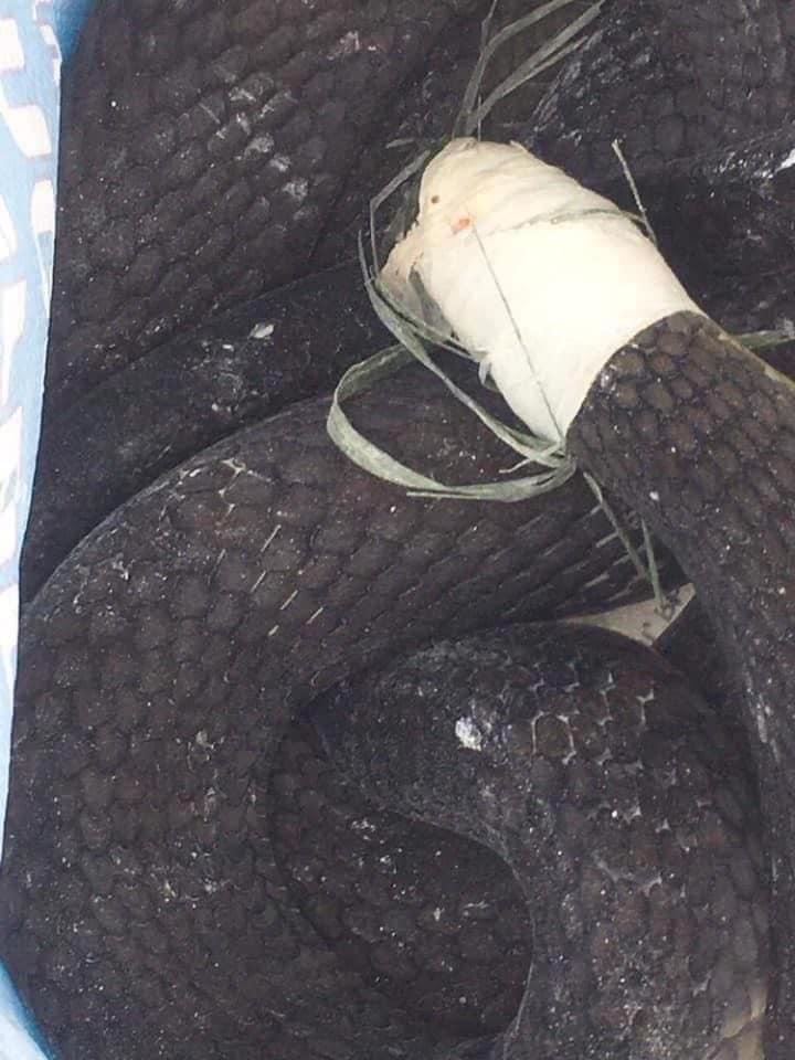 Bị hổ mang chúa dài 3m cắn, người đàn ông ở Tây Ninh mang cả thủ phạm đi cấp cứu-4