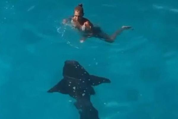 Clip: Màn giằng co chiến lợi phẩm xuất sắc của cá mập đầu búa với nhóm ngư dân-1