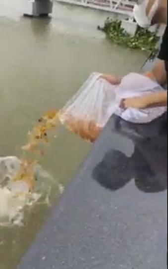 Đăng clip phóng sinh cá rằm tháng 7, thiếu gia Phan Thành bị nhắc vì làm sai cách-2