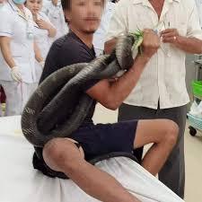 Người đàn ông ở Tây Ninh bị rắn hổ mang chúa cắn tiên lượng nặng-2