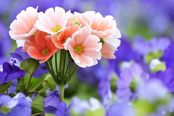 Người sinh vào những tháng âm lịch này, dù thành công muộn hơn nhưng lại vô cùng rực rỡ-2