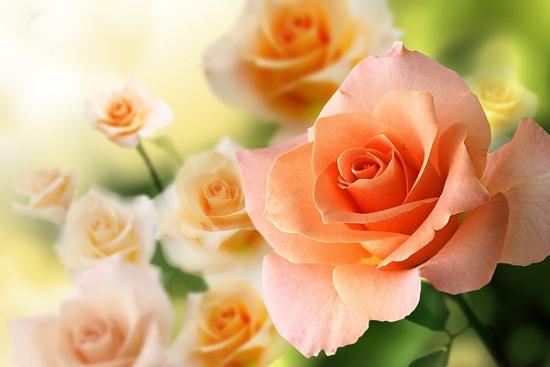 Người sinh vào những tháng âm lịch này, dù thành công muộn hơn nhưng lại vô cùng rực rỡ