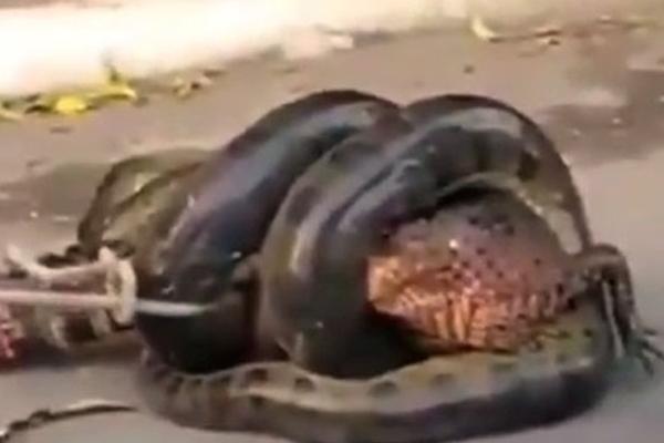 Kinh hãi người đàn ông quấn trăn quanh cổ thay cho việc đeo khẩu trang trên xe bus-3