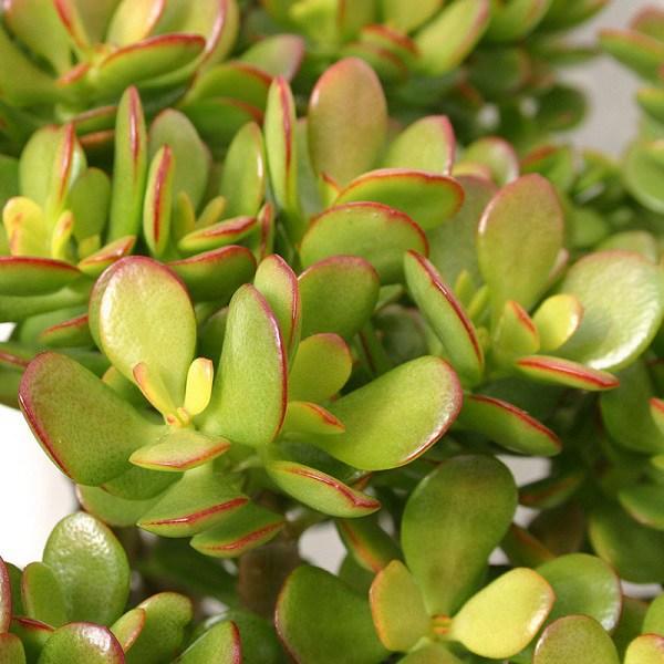 Cách chăm sóc cây ngọc bích, cây khỏe là tiền vào như nước-1