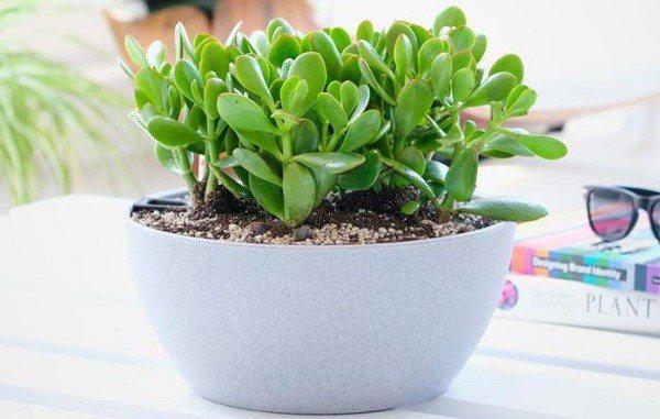 Cách chăm sóc cây ngọc bích, cây khỏe là tiền vào như nước-2