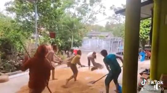 Khoảnh khắc cả nhà lao ra cào thóc ở sân để chạy.... mưa, chỉ ai sinh ra ở nông thôn mới hiểu-1