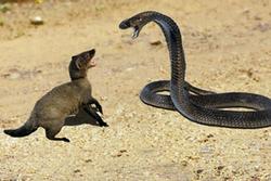 Clip: Cuộc chiến 'sống còn' của rắn hổ mang và cầy mangut