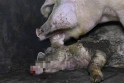 Clip: Cảnh tượng kinh hoàng bên trong trang trại lợn 'tiêu chuẩn cao' tại Anh