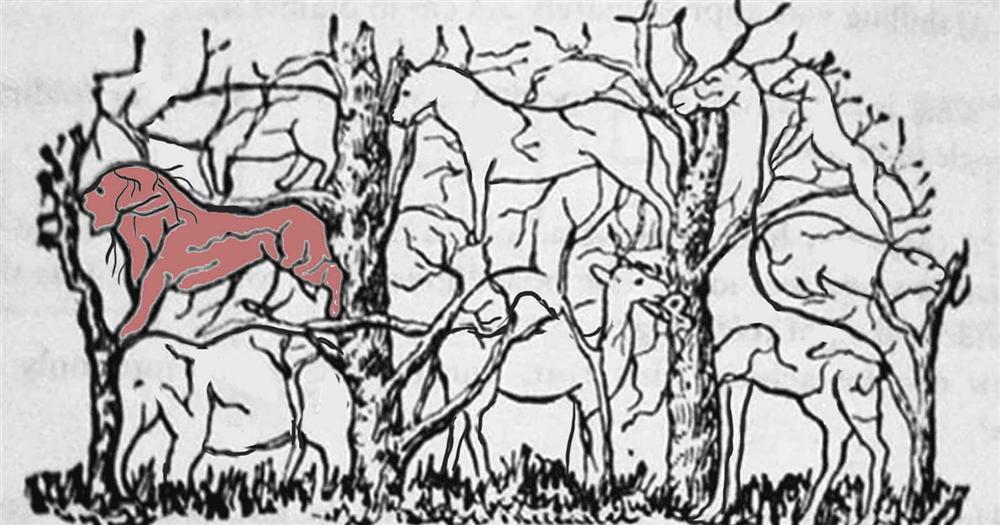 Con vật đầu tiên nhìn thấy tiết lộ bạn có phải là nhà lãnh đạo tài ba-2