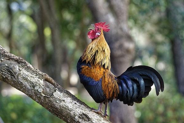 Lời khuyên cho sự nghiệp của 4 con giáp này những ngày cuối tháng 8-1