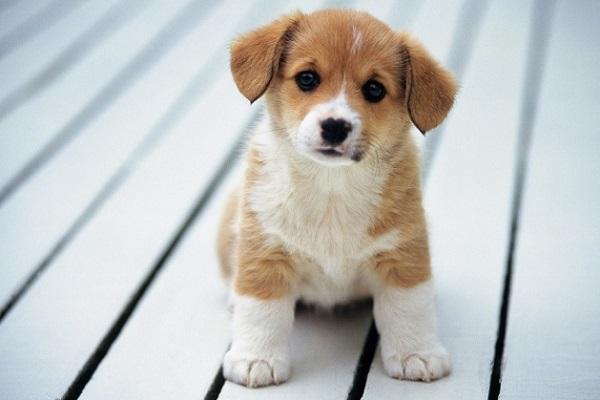 Lời khuyên cho sự nghiệp của 4 con giáp này những ngày cuối tháng 8-2