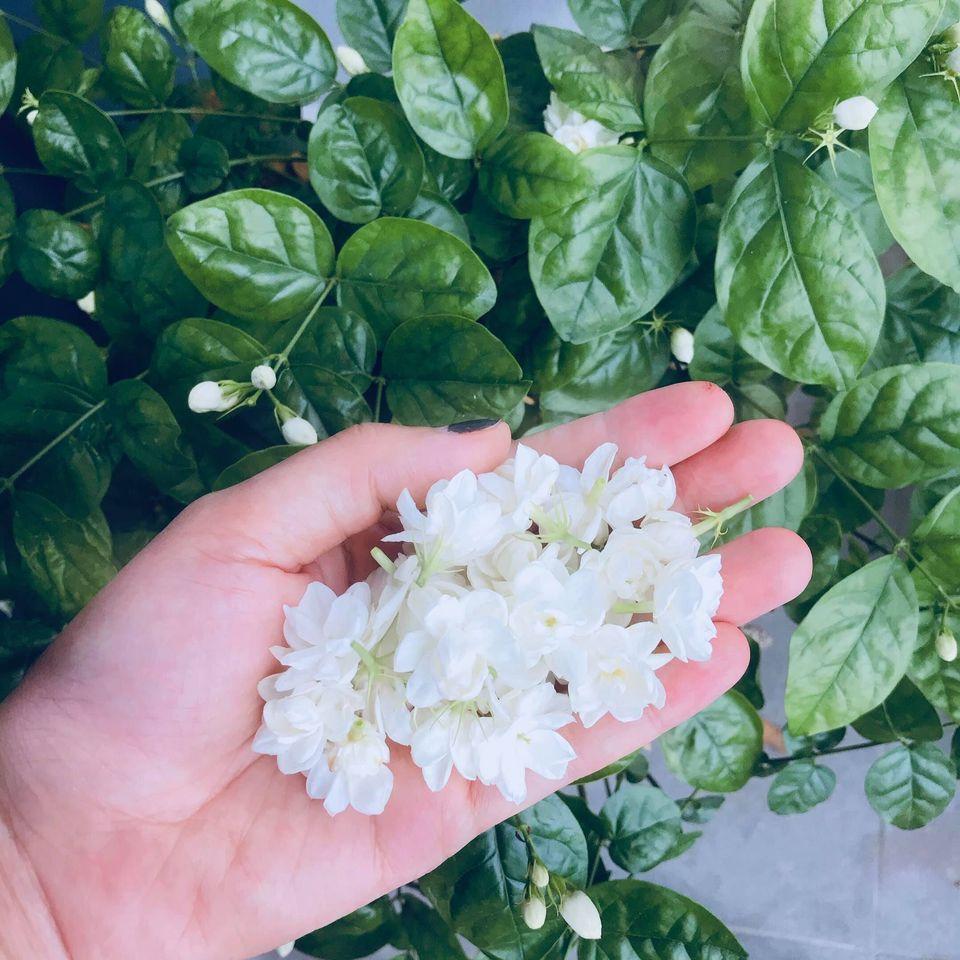 Chỉ một cây hoa nhài nhỏ, mẹ đảm ra tay biến tấu thành nhiều món ngon khó khước từ-1