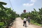 Bé gái ở Hà Nội bị hãm hiếp trong vườn chuối: 2 cháu bé chạy lại cổng trang trại la hét