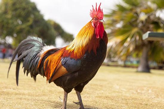 Top 3 con giáp dễ cảm thấy cô đơn