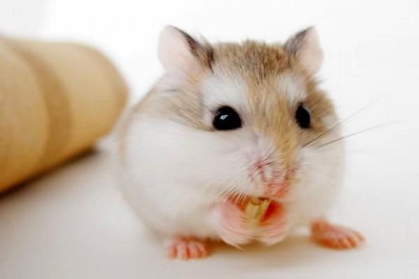 Top 3 con giáp dễ cảm thấy cô đơn-1