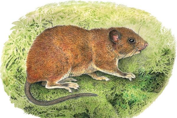 Top 4 con giáp luôn là người hành động trước và rất nhanh nhẹn chuẩn xác-1