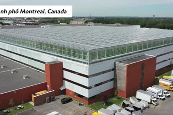 Cách làm cà tím nhồi thịt sốt chua cay-1