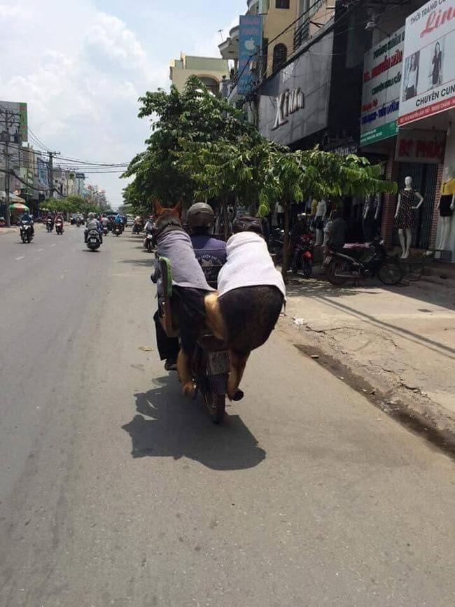 2 chú chó méo múp, ngồi đi chơi mà cũng như muốn tan chảy khỏi xe, dân mạng khuyên nên giảm cân nhìn cho đỡ ngấy-2