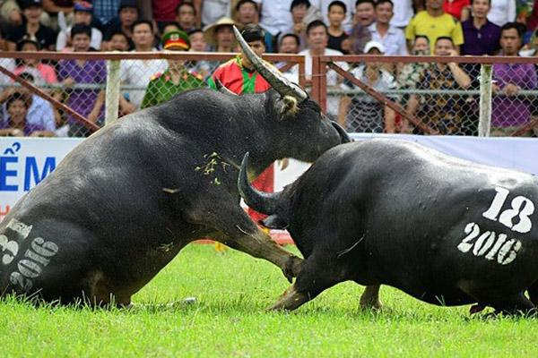 Chó làm việc ở sân bay chống Covid-19-1