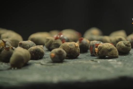 Nhà hàng bán sushi côn trùng và ốc