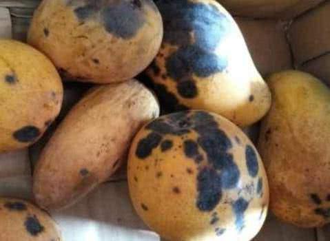 Khi mua xoài thấy có 3 dấu hiệu này nên tránh xa, người bán cũng chẳng thèm ăn-3