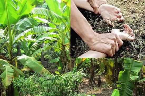 Kết quả ADN tố cáo 'yêu râu xanh' cưỡng hiếp bé gái 12 tuổi ở vườn chuối