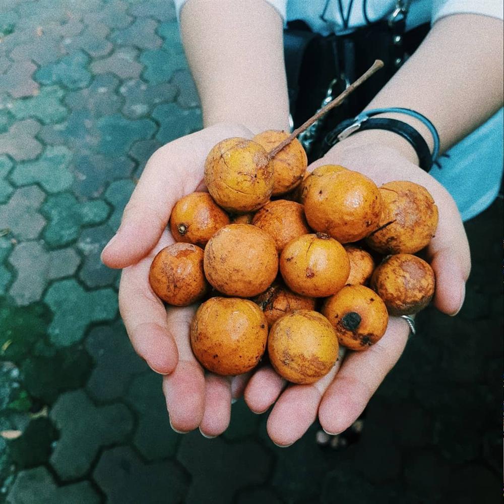 Tranh thủ tìm ăn sấu chín những ngày đầu thu Hà Nội-7