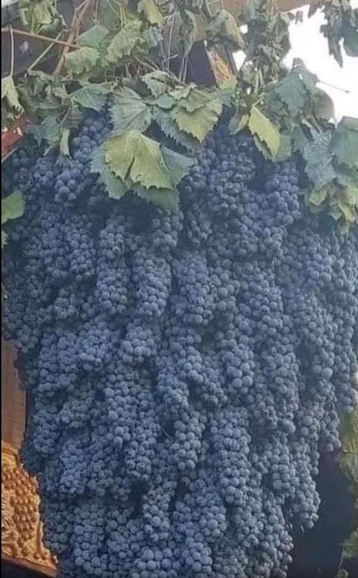Giàn nho khủng sai trĩu cành, cả trăm chùm quả kết lại dày đặc từ ngọn xuống gốc khiến cộng đồng mạng kinh ngạc-1