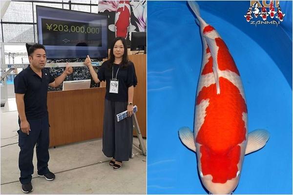 Dân mạng giật mình với nàng cá Koi được bán với giá 42 tỷ đồng ở Nhật, chỉ dài hơn 1 mét mà đắt bằng cả chục căn chung cư-1