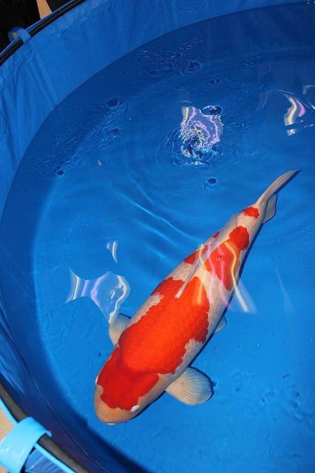 Dân mạng giật mình với nàng cá Koi được bán với giá 42 tỷ đồng ở Nhật, chỉ dài hơn 1 mét mà đắt bằng cả chục căn chung cư-2