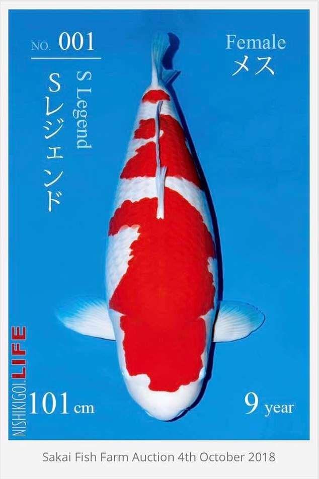 Dân mạng giật mình với nàng cá Koi được bán với giá 42 tỷ đồng ở Nhật, chỉ dài hơn 1 mét mà đắt bằng cả chục căn chung cư-3