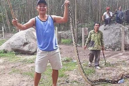Người dân Quảng Nam bắt được trăn gấm dài 5m 'nuốt chửng' con dê nặng 10kg