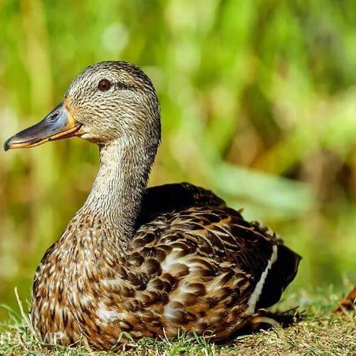 Ăn vịt giải đen cuối tháng 7 cô hồn, muốn ngon thì phải nắm bí quyết này để thịt vịt không bị hôi-10