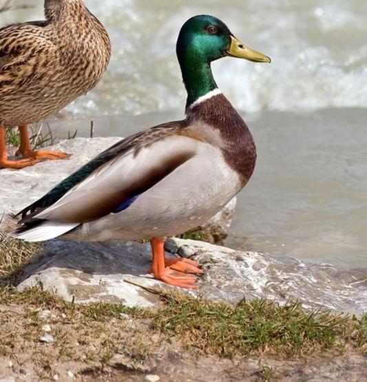 Ăn vịt giải đen cuối tháng 7 cô hồn, muốn ngon thì phải nắm bí quyết này để thịt vịt không bị hôi-12