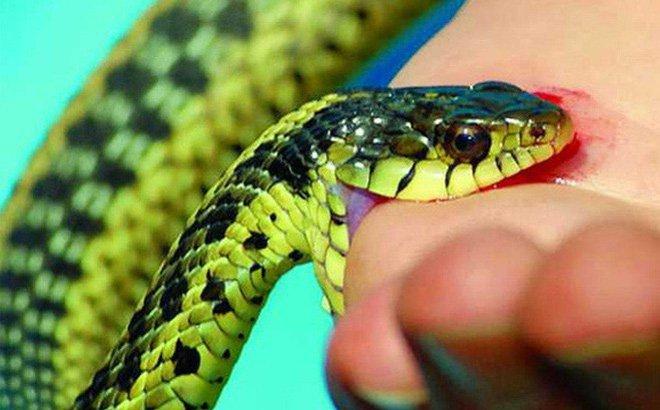 Cậu bé 17 tuổi bị cùng 1 con rắn cắn tới 8 lần trong 1 tháng-1