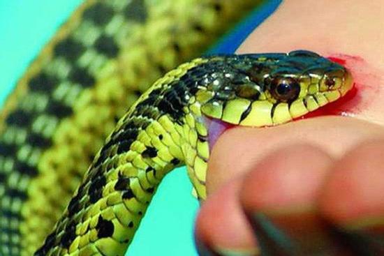 Cậu bé 17 tuổi bị cùng 1 con rắn cắn tới 8 lần trong 1 tháng