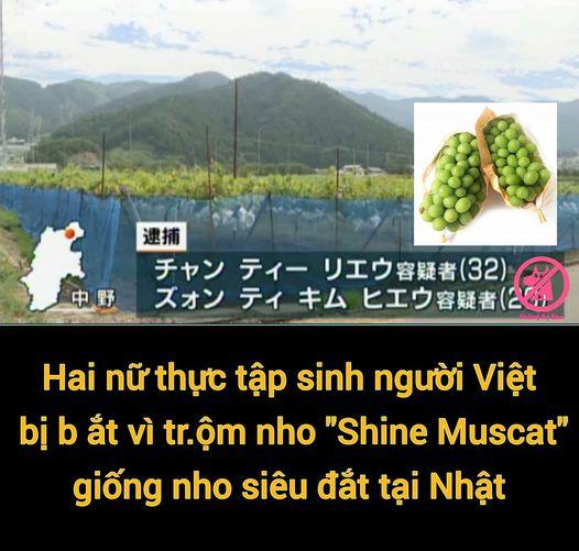 2 thực tập sinh người Việt ở Nhật bị bắt vì vào vườn ăn trộm nho-1