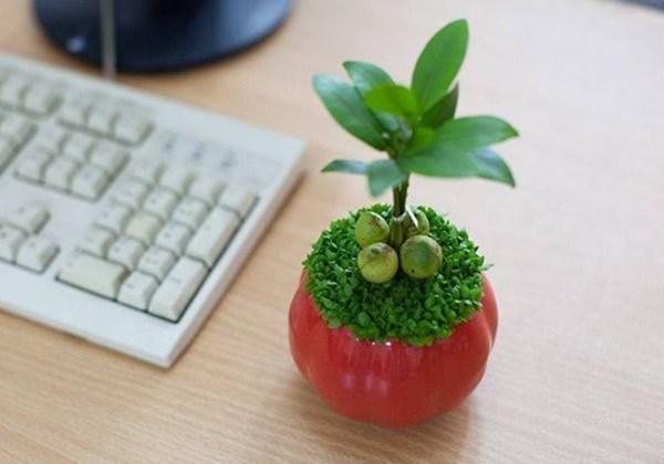 Cây tài lộc có ý nghĩa gì và cách trồng để mang lại tài lộc-2