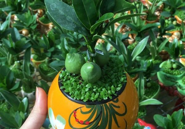 Cây tài lộc có ý nghĩa gì và cách trồng để mang lại tài lộc-4