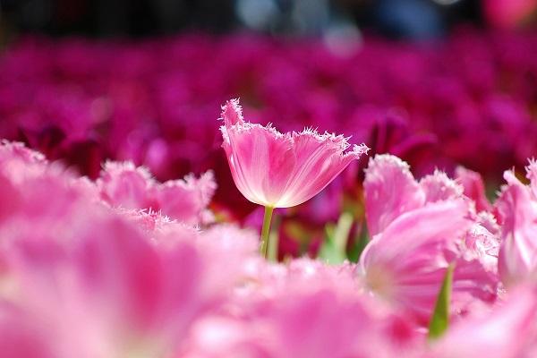 Trắc nghiệm tình yêu và tính cách qua thói quen sạc điện thoại di động-2