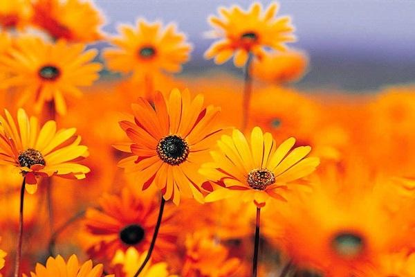 Trắc nghiệm tình yêu và tính cách qua thói quen sạc điện thoại di động-3